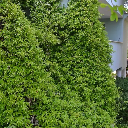 And Премантура